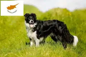 Lee más sobre el artículo Criadores de Border Collie y cachorros en Chipre