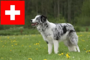 Lee más sobre el artículo Criadores de Border Collie y cachorros en Suiza