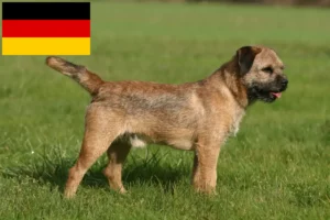 Lee más sobre el artículo Criadores y cachorros de Border Terrier en Alemania