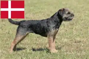 Lee más sobre el artículo Criadores y cachorros de Border Terrier en Dinamarca