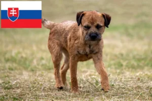 Lee más sobre el artículo Criadores y cachorros de Border Terrier en Eslovaquia