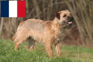 Lee más sobre el artículo Criadores y cachorros de Border Terrier en Francia