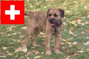 Lee más sobre el artículo Criadores y cachorros de Border Terrier en Suiza