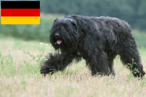 Lee más sobre el artículo Criadores y cachorros de Bouvier des Flandres en Alemania