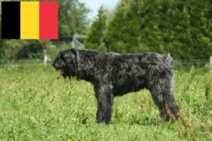 Lee más sobre el artículo Criadores y cachorros de Bouvier des Flandres en Bélgica