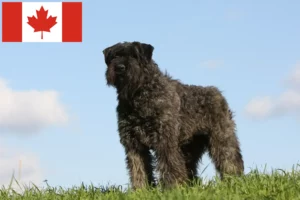 Lee más sobre el artículo Criadores y cachorros de Bouvier des Flandres en Canadá