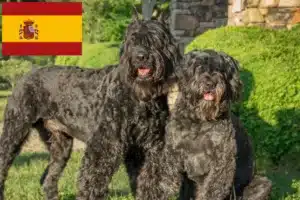 Lee más sobre el artículo Criadores y cachorros de Bouvier des Flandres en España