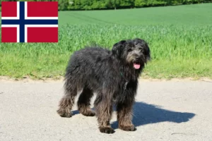 Lee más sobre el artículo Criadores y cachorros de Bouvier des Flandres en Noruega