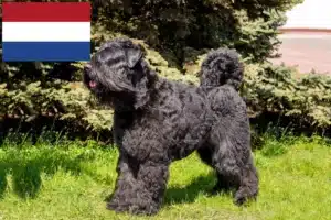 Lee más sobre el artículo Criadores y cachorros de Bouvier des Flandres en los Países Bajos