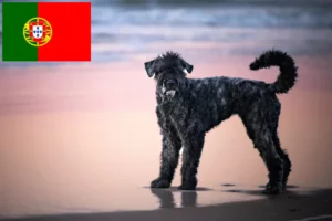 Lee más sobre el artículo Criadores y cachorros de Bouvier des Flandres en Portugal