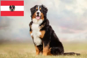 Lee más sobre el artículo Boyero de Berna Criador y Cachorros en Austria