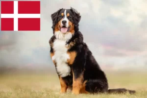 Lee más sobre el artículo Boyero de Berna Criador y Cachorros en Dinamarca