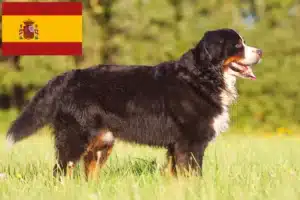 Lee más sobre el artículo Boyero de Berna Criador y Cachorros en España