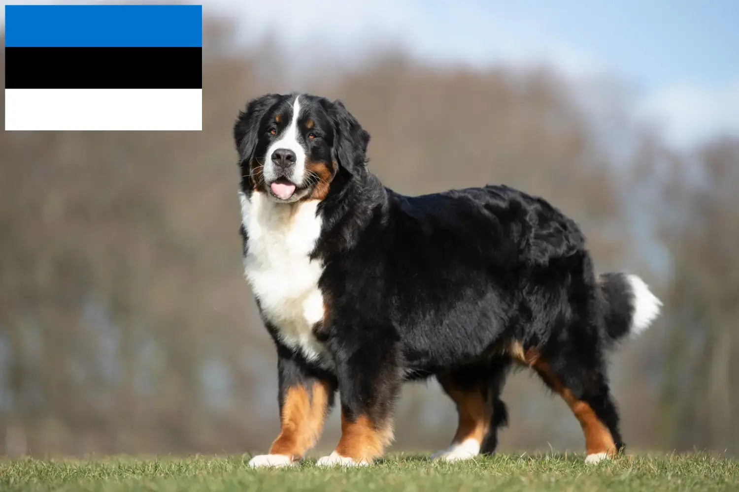 Lee más sobre el artículo Criador de Perros de Montaña de Berna y Cachorros en Estonia