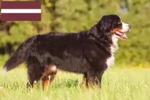 Lee más sobre el artículo Boyero de Berna Criador y Cachorros en Letonia