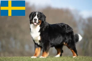 Lee más sobre el artículo Boyero de Berna Criador y Cachorros en Suecia