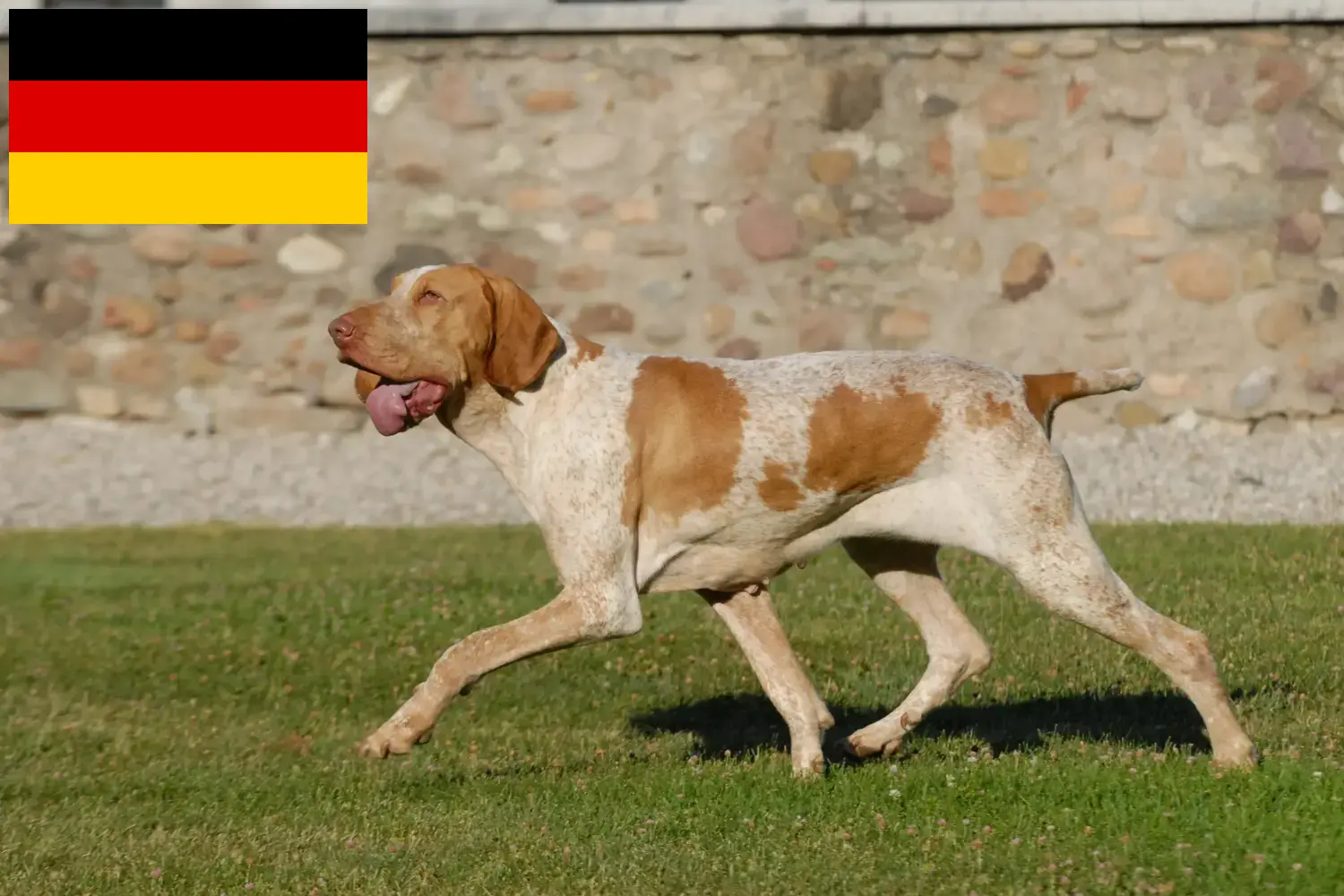 Lee más sobre el artículo Bracco Italiano criadores y cachorros en Alemania