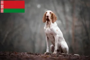 Lee más sobre el artículo Criadores y cachorros de Bracco Italiano en Bielorrusia