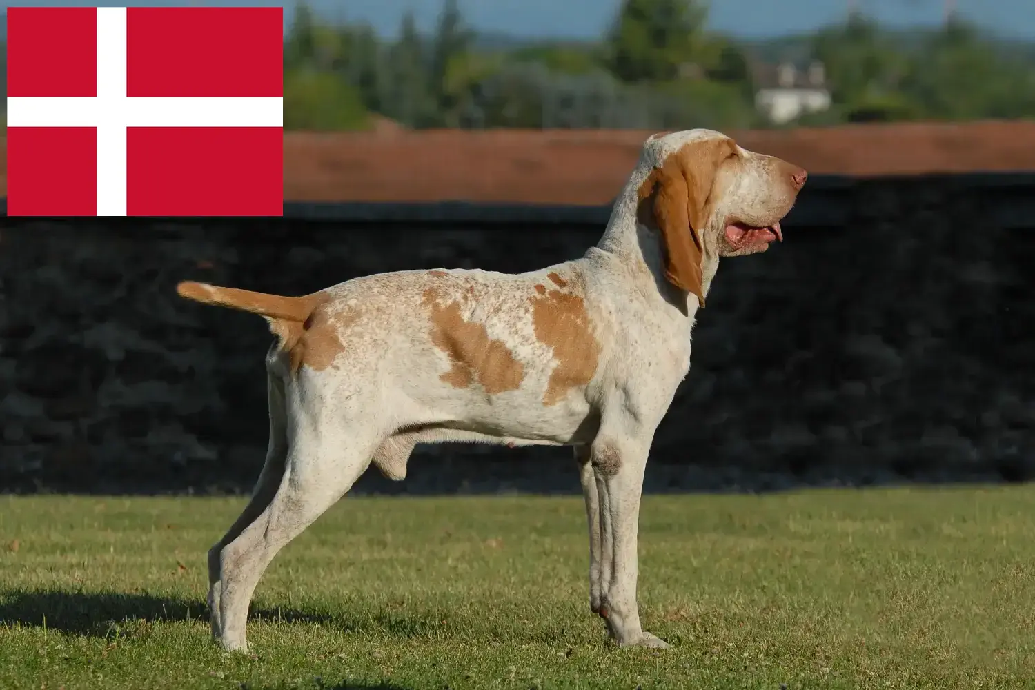 Lee más sobre el artículo Bracco Italiano criadores y cachorros en Dinamarca