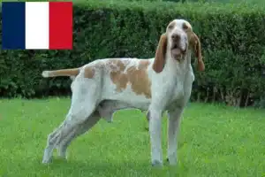 Lee más sobre el artículo Criadores y cachorros de Bracco Italiano en Francia