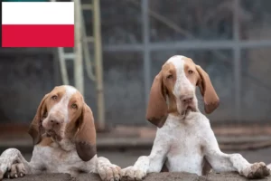 Lee más sobre el artículo Criadores y cachorros de Bracco Italiano en Polonia