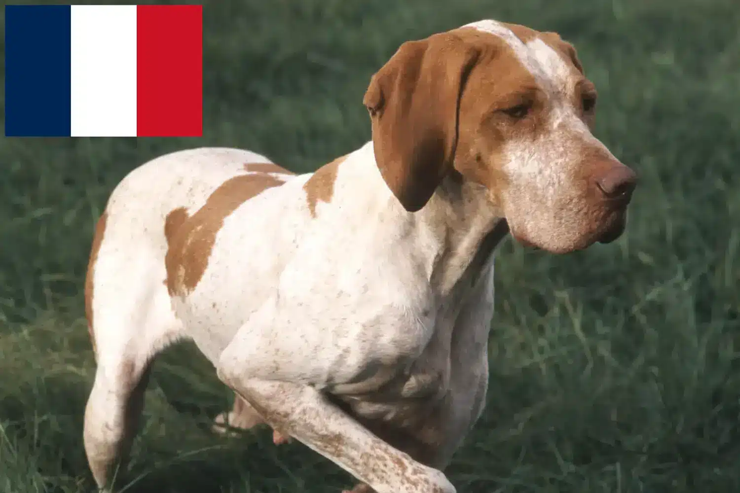 Lee más sobre el artículo Criadores y cachorros de Braque de l’Ariège en Francia