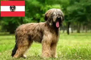 Lee más sobre el artículo Criadores y cachorros de Briard en Austria