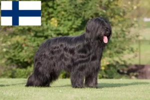 Lee más sobre el artículo Criadores y cachorros de Briard en Finlandia