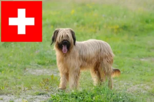 Lee más sobre el artículo Criadores y cachorros de Briard en Suiza