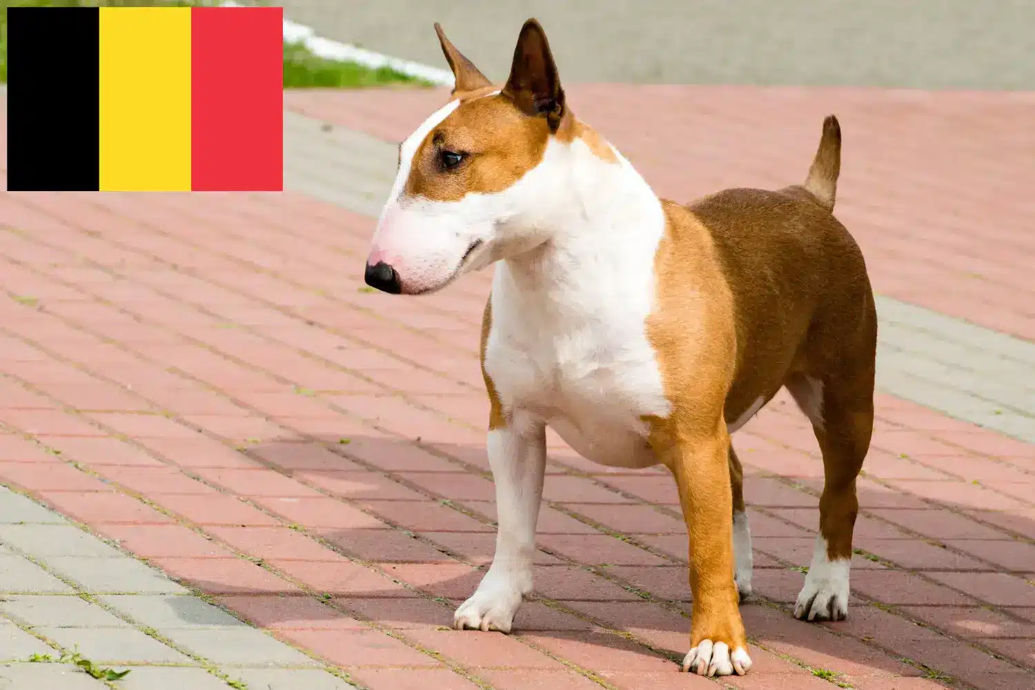 Lee más sobre el artículo Criadores de Bull Terrier y cachorros en Bélgica