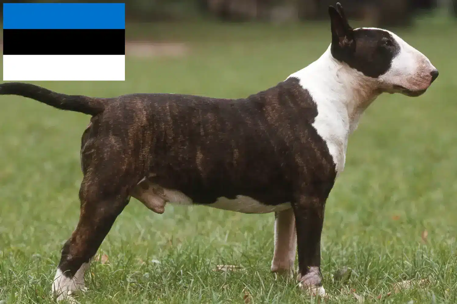 Lee más sobre el artículo Criadores y cachorros de Bull Terrier en Estonia