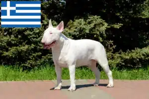 Lee más sobre el artículo Criadores de Bull Terrier y cachorros en Grecia