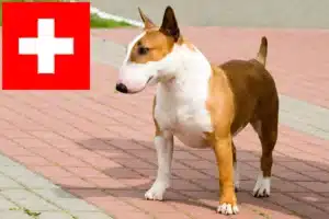 Lee más sobre el artículo Criadores de Bull Terrier y cachorros en Suiza