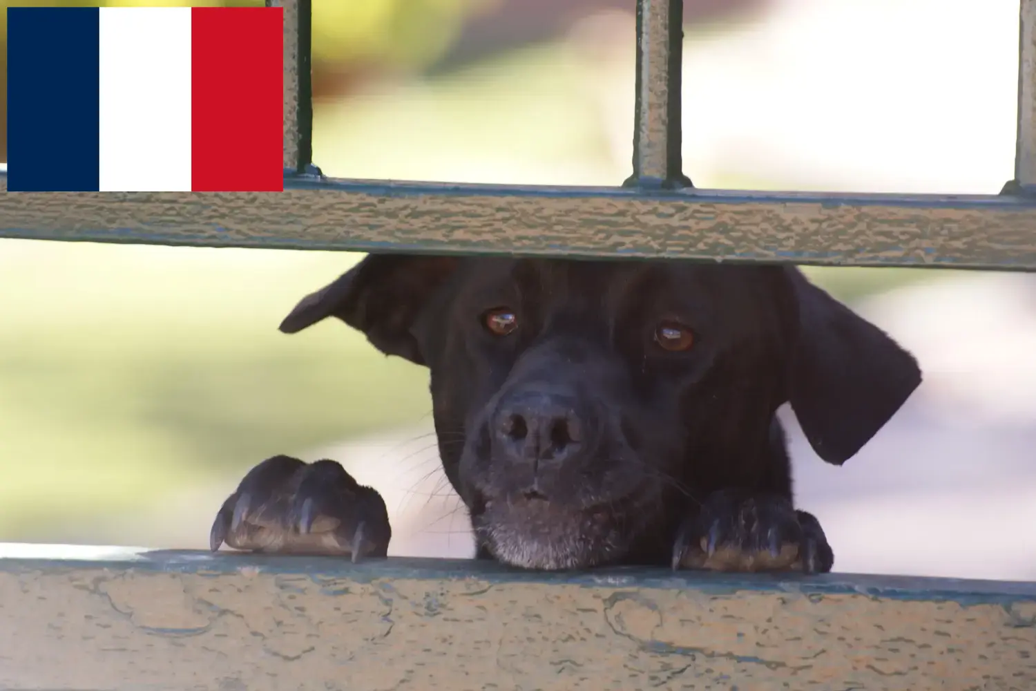 Lee más sobre el artículo Ca de Bestiar criadores y cachorros en Francia