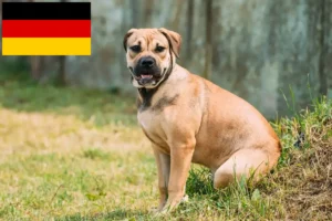 Lee más sobre el artículo Ca de Bou criadores y cachorros en Alemania