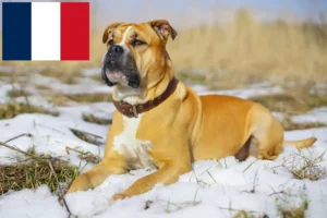 Lee más sobre el artículo Ca de Bou criadores y cachorros en Francia