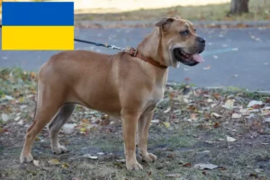 Lee más sobre el artículo Criadores y cachorros de Ca de Bou en Ucrania