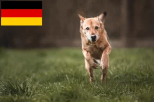 Lee más sobre el artículo Canaan criadores de perros y cachorros en Alemania