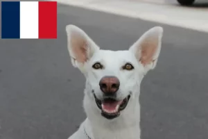 Lee más sobre el artículo Criadores de perros y cachorros de Canaan en Francia