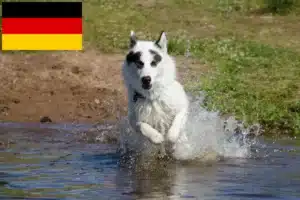 Lee más sobre el artículo Criador de perros esquimales canadienses y cachorros en Alemania