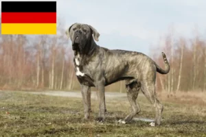 Lee más sobre el artículo Cane Corso Italiano criadores y cachorros en Alemania