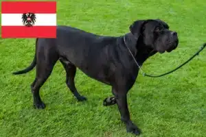 Lee más sobre el artículo Cane Corso Italiano criadores y cachorros en Austria