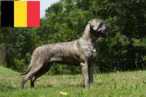 Lee más sobre el artículo Cane Corso Italiano criadores y cachorros en Bélgica