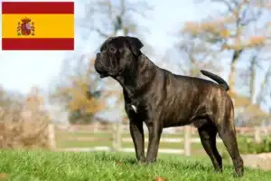 Lee más sobre el artículo Cane Corso Italiano criadores y cachorros en España