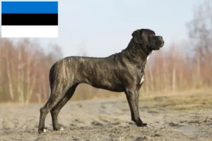 Lee más sobre el artículo Cane Corso Italiano criadores y cachorros en Estonia