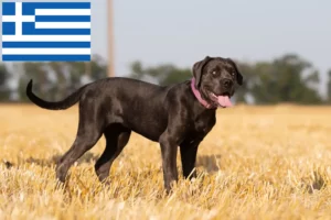 Lee más sobre el artículo Cane Corso Italiano criadores y cachorros en Grecia