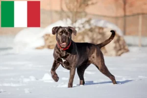 Lee más sobre el artículo Cane Corso Italiano criadores y cachorros en Italia