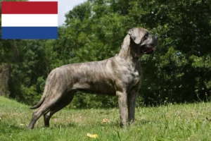 Lee más sobre el artículo Cane Corso Italiano criadores y cachorros en los Países Bajos