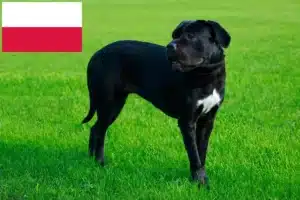 Lee más sobre el artículo Cane Corso Italiano criadores y cachorros en Polonia