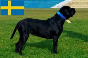 Lee más sobre el artículo Cane Corso Italiano criadores y cachorros en Suecia